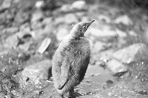 H518: Young king penguin one year old. Lusitania Bay / ...