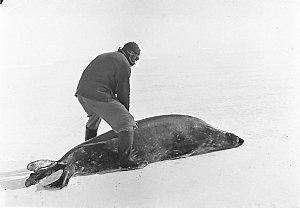 Q394: Hoadley rides a Weddell seal on the floe, West Ba...