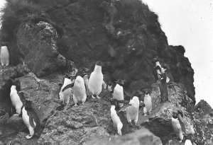 H266: Victoria penguins / Harold Hamilton