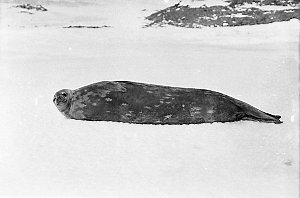 H517: Weddell seal / Frank Hurley
