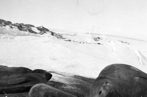 Q616: Weddell seals ashore / Archibald Lang McLean