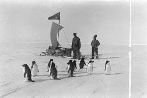 P264: A band of Adelie penguins met on the floe ice whe...