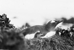 H279: Gentoo penguin on nest. Local name, rock hopper p...