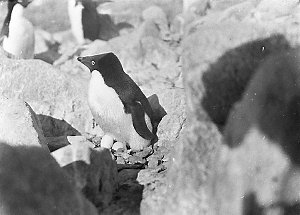 Q534: Penguin on nest. Locality D / Charles Francis Las...