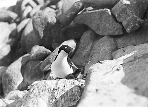 Q532: Adelie penguin and chick. Locality D. / Charles F...