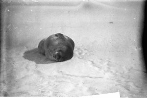 H470: Weddell seal asleep on floe near West Base