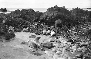 P127: Baby sea-elephants on the beach, Macquarie Island...