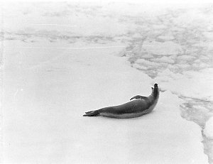 C253: Crab-eater seal in pack ice / Douglas Mawson