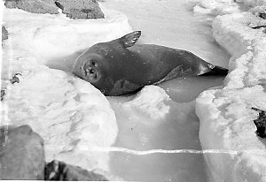Q392: Weddell seal / Frank Hurley