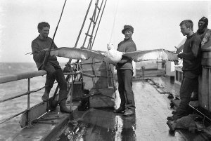 H050: Albatross on deck. Stillwell, Harrisson and Hunte...