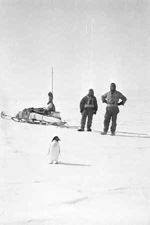 Q650: Madigan's party meets a penguin on the floe ice /...