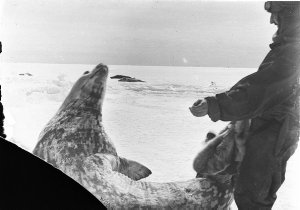 Q502: Weddell seal at West Base / Andrew D. Watson