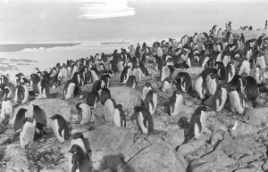 P262: An Adelie penguin rookery on east side of Cape De...