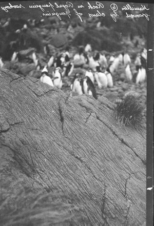 P120: Rock in Royal penguin rookery grooved by claws of...