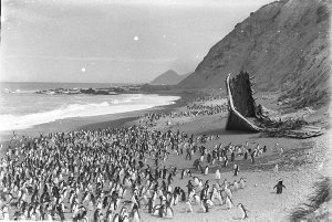 H283: Penguins on the beach at The Nuggets and the rema...