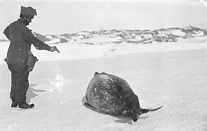 P249: Whetter shoots a Weddell seal, Cape Denison / Joh...