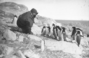 H607: Converse with the penguins / Frank Hurley