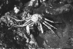 H044: Large crab caught north end Macquarie Island / Ha...