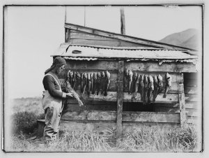 H043: Rock cod, the result of three hours fishing, Lusi...