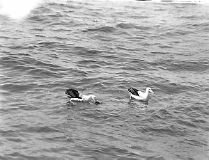 C006: Albatross on water / Douglas Mawson