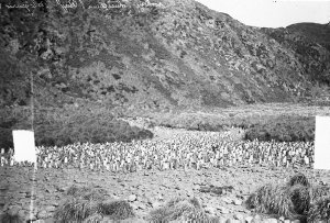 H272: Portion of king penguin rookery, Lusitania Bay / ...