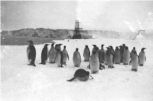 Q334: Group of emperor penguins present during the land...