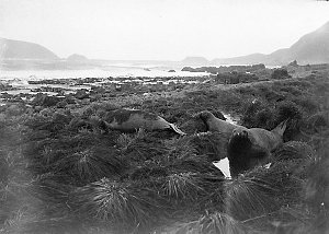 Q322: Young sea elephants amongst the tussock grass. Ma...