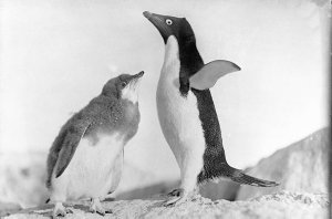 H538: Protection. Adelie penguin and young / Frank Hurl...