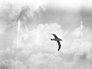 C007: Mollymauk on wing / Douglas Mawson