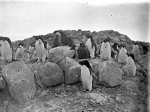 C245: Adelie penguins at the rookery, Cape Denison / Pe...