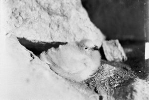 H057: Snow petrel chick / Frank Hurley