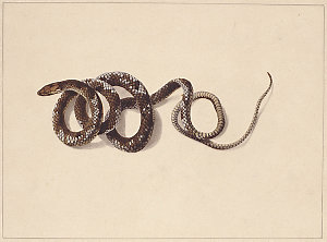 f. 20 : Snake No. 1