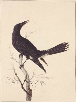 f. 30 : White-Vented Crow