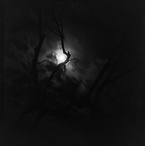 File 14: Moon and dead tree, 15 Calvert Parade, Newport...