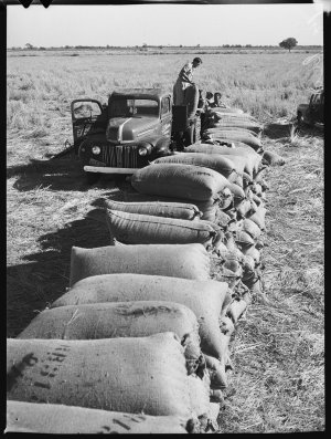 Rice harvesting - Griffith, June 1955 / photographs by ...