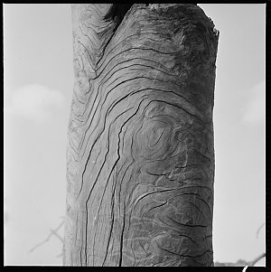 File 04: Shoal Bay, dead tree texture, January 1965 / p...