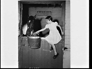 Kings Fair and Arlunya, two favourites for the 1956 Don...