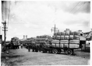 Wool wagons; horse teams in country town