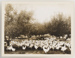Series 06: Poultry, ca. 1921-1924