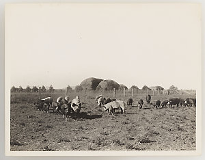 Series 09: Irrigation, ca. 1921-1924