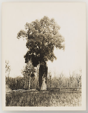 Series 08: Forestry, ca. 1921-1924
