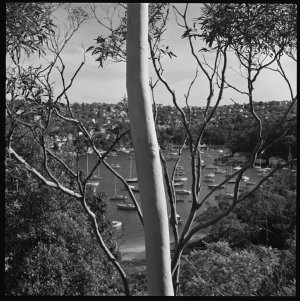 File 15: View south from Castlecrag, [1950-1982] / phot...