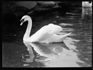 White swans at the zoo fighting, 9 August 1937 / photog...