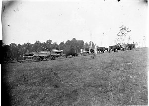 Timber wagon; bullock team on country road