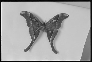 Old moths. Museum, 6 May 1965 / photographs by Victor J...