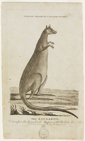 The Kangaroo. Drawn from the Animal in the Possession o...