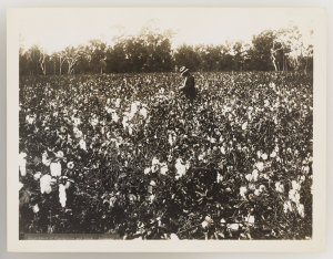 Series 11: Cotton, 1923