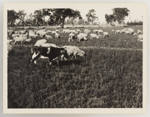 Series 05: Sheep, 1921-1924