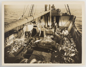 Series 14: Fish on trawler off Gabo, 1923