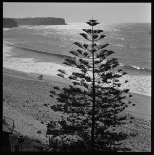 File 02: Pinetree and sea - Newport, April '69 / photog...